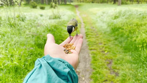 Wild Great Tit Eats Seeds From Human Hand On Sunny Forest Path Stock Footage 335161274
