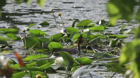 Wild grebe bird carrying a large leaf to a nest on a lake Stock Footage 319555597