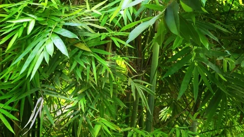Wild green bamboo forest with stems and lush foliage Stock Footage 257936181