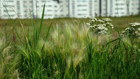 Wild green barley grass sways gently near modern apartment buildings on bright Video stock 346773996