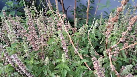 Wild Green Basil Shrub Plants Swaying Gently Vídeo Stock 336445736