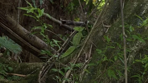 A wild Green Basilisk lizard sits on a branch next to the Peñas Blancas River Vidéo 304043480