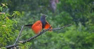 Wild Green Billed Coucal Bird On Tree Branch In Yala National Park In Sri Lanka Stock Footage