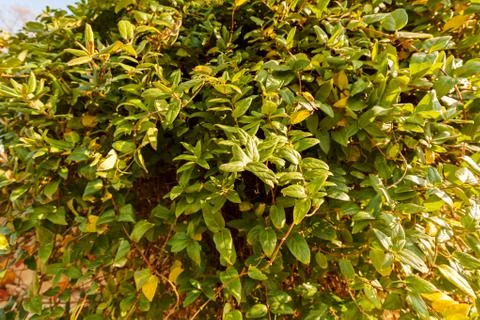 Wild green creeper Stock Photos