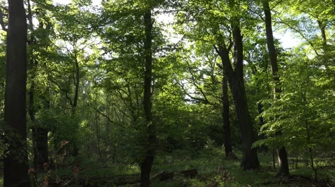 Wild green dense forest panning shot sun and lens reflection Stock Footage 62919835