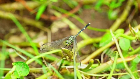 Wild green dragonfly 10bit 4k 60fps Stock Footage 269722366