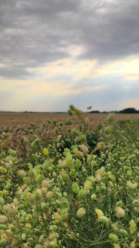 Wild green field plants under sunset sky landscape 库存影片 342492678
