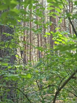 Wild green foliage forest path Stock Photos