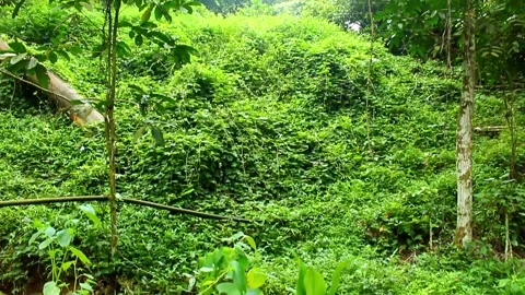 Wild Green Forest Vines Spreading Like a Carpet Stock Footage 307269384