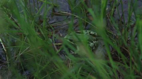 The wild green frog sitting in a summer grass Stock Footage 50200247