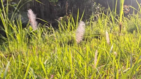 Wild green grass blowing in the wind close up Stock Footage 337051935