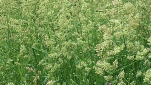 Wild green grass close up. Spring or summer season. Stock Footage 133499350