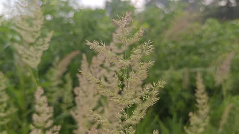 Wild green grass field with soft blurred foliage bokeh background Stock Footage 339591491