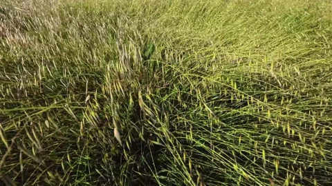 Wild green grass. Video stock 333562013
