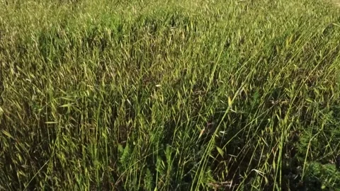 Wild green grass. Video stock 333562029