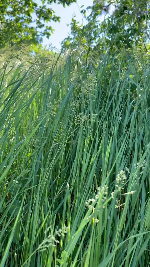 Wild green grass Stock Footage 338037227