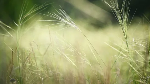 Wild green grass on the forest meadow Stock Footage 283958759