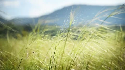 Wild green grass on the forest meadow Stock Footage 283958812