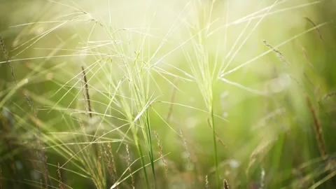 Wild green grass on the forest meadow Stock Footage 283958815