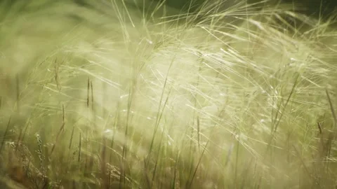 Wild green grass on the forest meadow Stock Footage 283958848