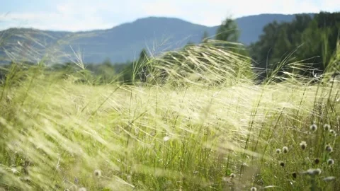 Wild green grass on the forest meadow Stock Footage 283958855