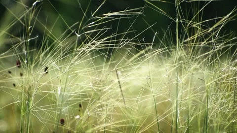 Wild green grass on the forest meadow Stock Footage 283958886