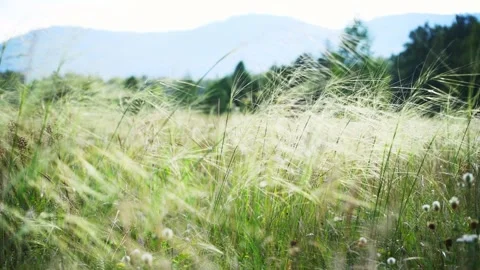 Wild green grass on the forest meadow Stock Footage 283958895