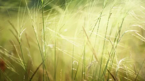 Wild green grass on the forest meadow Stock Footage 283958908