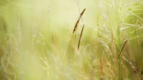 Wild green grass on the forest meadow Stock Footage 283958920