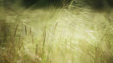 Wild green grass on the forest meadow Stock Footage 283958922