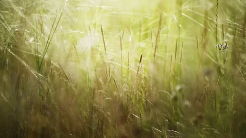 Wild green grass on the forest meadow Stock Footage 283958945