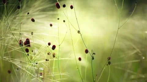 Wild green grass on the forest meadow Stock Footage 283958954