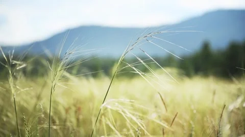 Wild green grass on the forest meadow Stock Footage 283958968