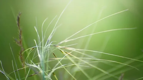 Wild green grass on the forest meadow Stock Footage 283958983