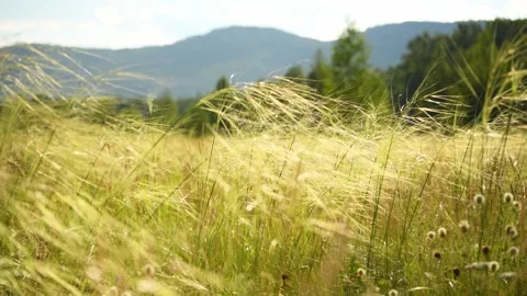 Wild green grass on the forest meadow Stock Footage 283959007