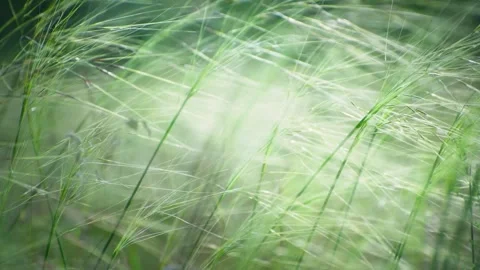 Wild green grass on the forest meadow Stock Footage 283959032