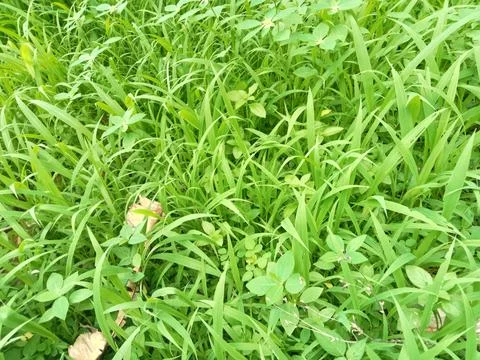 Wild green grass that grows due to continuous rain Stock Photos