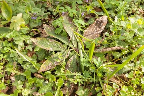 Wild green grass Stock Photos