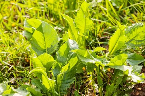 Wild green grass Stock Photos