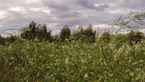 Wild green grass swaying in wind in sunny summer meadow field Stock Footage 341129842