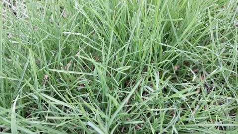 Wild Green Grass Texture Background Foto stock