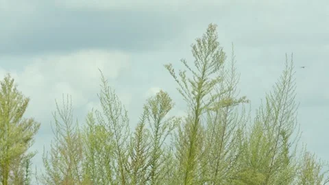 Wild Green Grasses Swaying Gently in the Wind Under a Cloudy Summer Sky Stock Footage 342015286