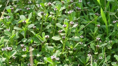 Wild Green Herb Plants Видео 335219379