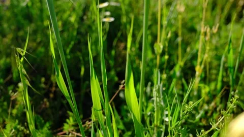 Wild Green Herbs Stock Footage 140034424