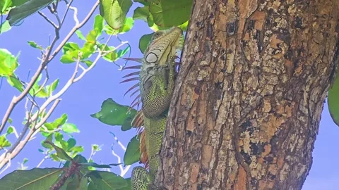 Wild green iguana crawling up a thick tree trunk in a tropical garden, with Stock Footage 341994929