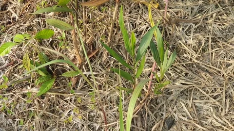 Wild green leaves blown by the wind Stock Footage 339640259