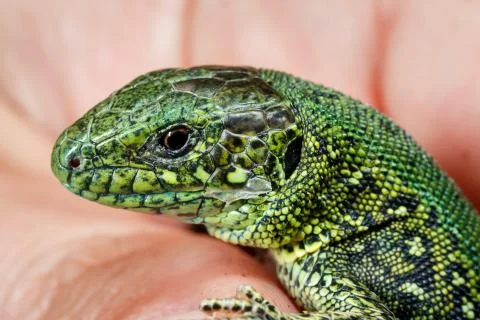 Wild green lizard. Stock Photos
