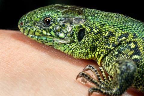 Wild green lizard. Stock Photos