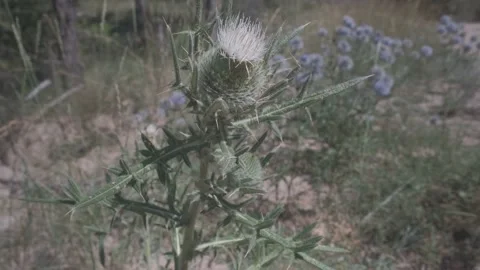 Wild green milk thistle plant with butterflies fluttering around in the middl Stock Footage 137232953