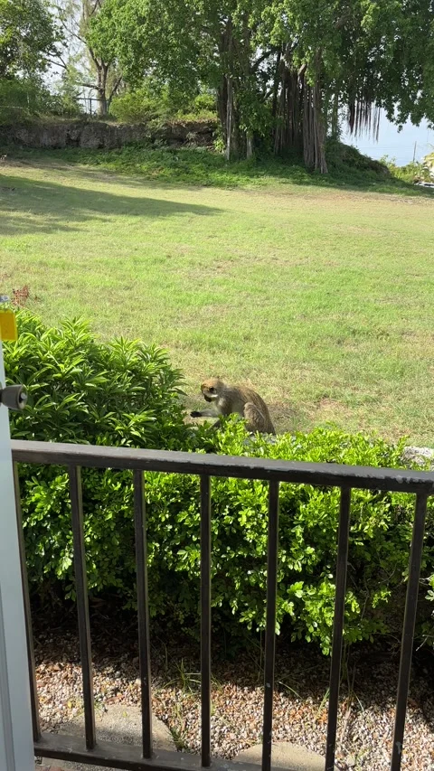 Wild Green Monkey on Garden Wall, Barbados Caribbean Stock Footage 341958308